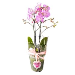 סחלב סגול/לבן